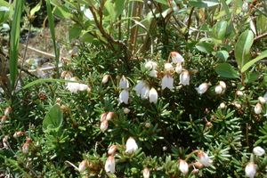 동산봉의 츠가자쿠라