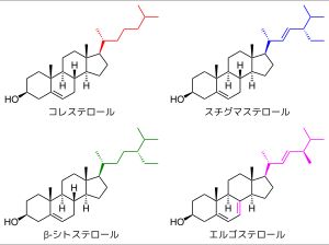 스테롤류의 구조식