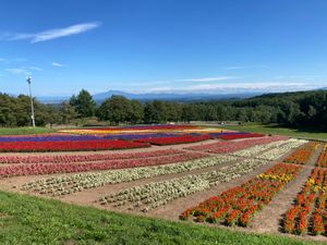 플라워 가든 「하나·텐토」(2023년 8월)